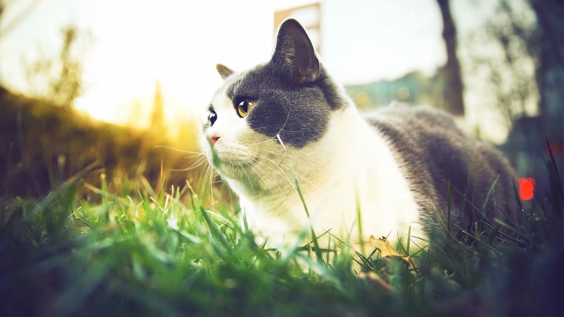 _未来运动科技展:科技引领的运动新篇章_,未来科技运动会