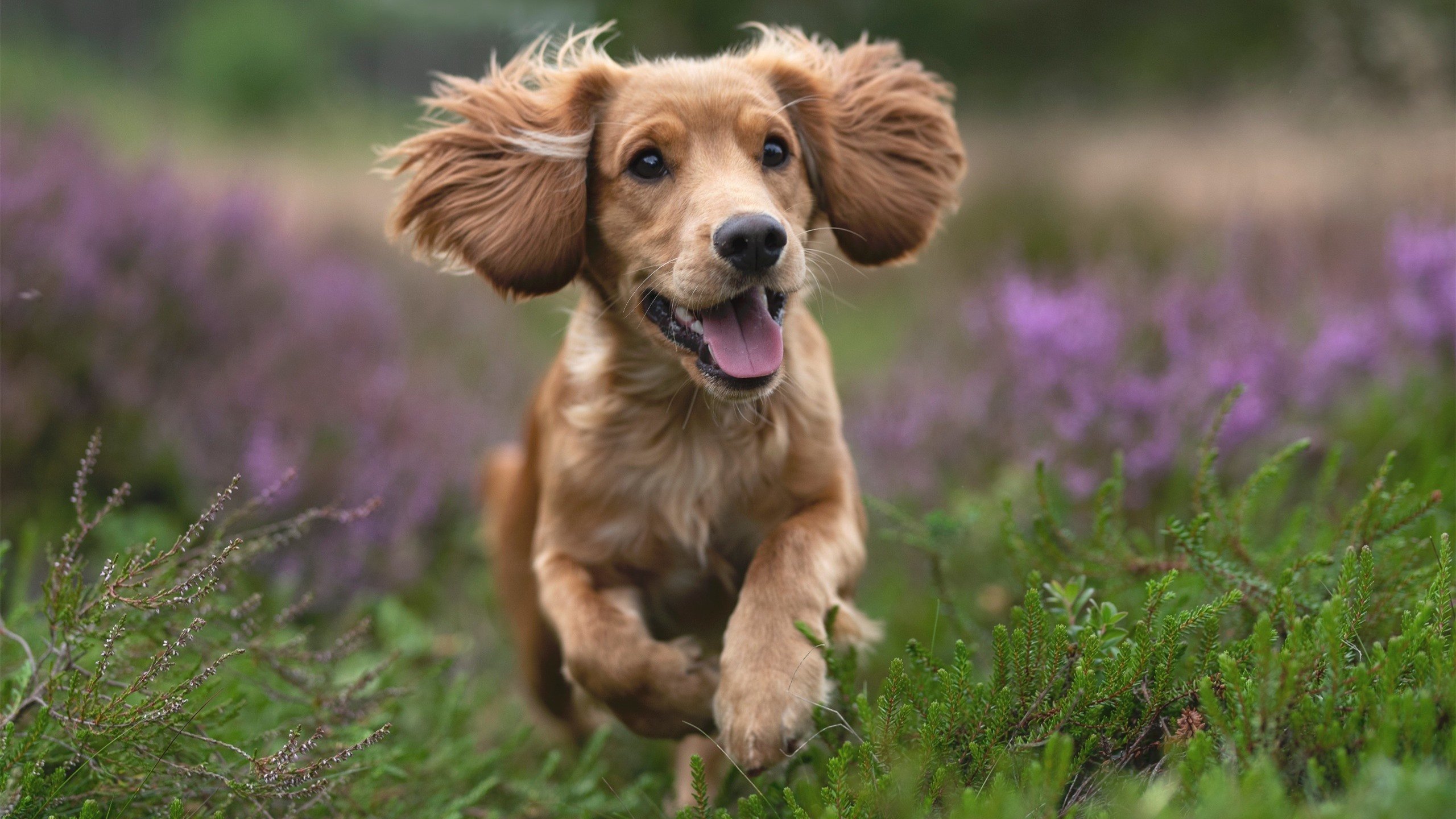 _未来运动科技展:科技引领的运动新篇章_,未来科技运动会