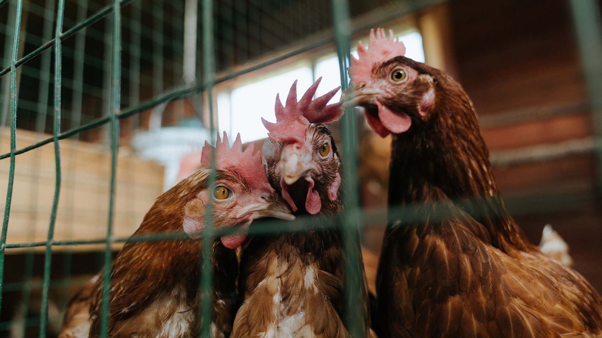 “意甲高速攻防:精彩瞬间层出不穷”,意甲比赛集锦