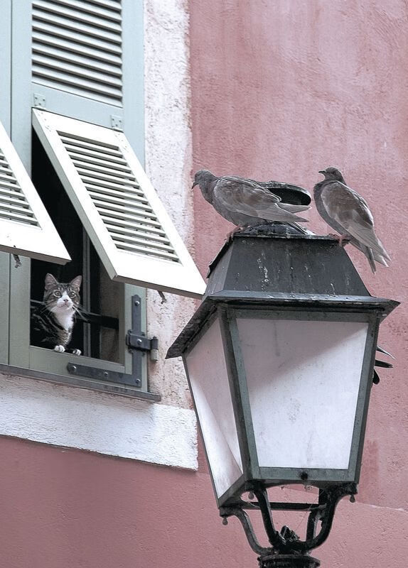 全民脚步行动:用脚步丈量城市心跳