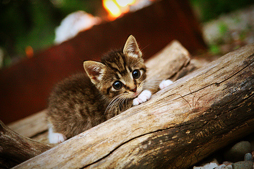 开云官方-奥运金牌榜：阿根廷足球助力冲顶，奥运会2021阿根廷足球