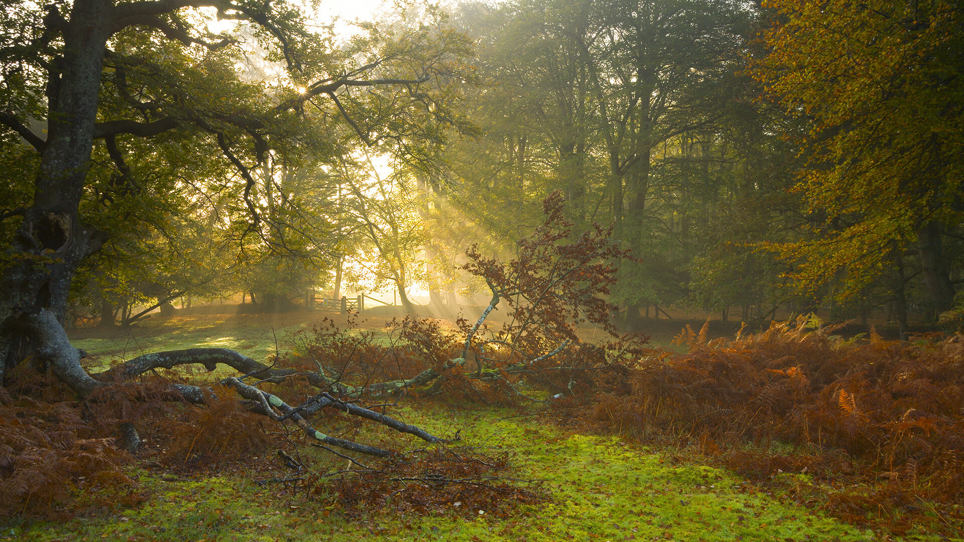 开云官网-库里：让“远程火炮”成为联盟的标志！，库里操作