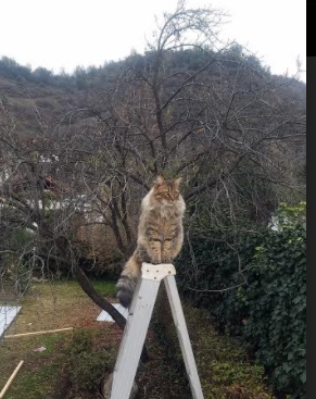 意甲焦点：那不勒斯再下一城，领跑积分榜，意甲那不勒斯新闻