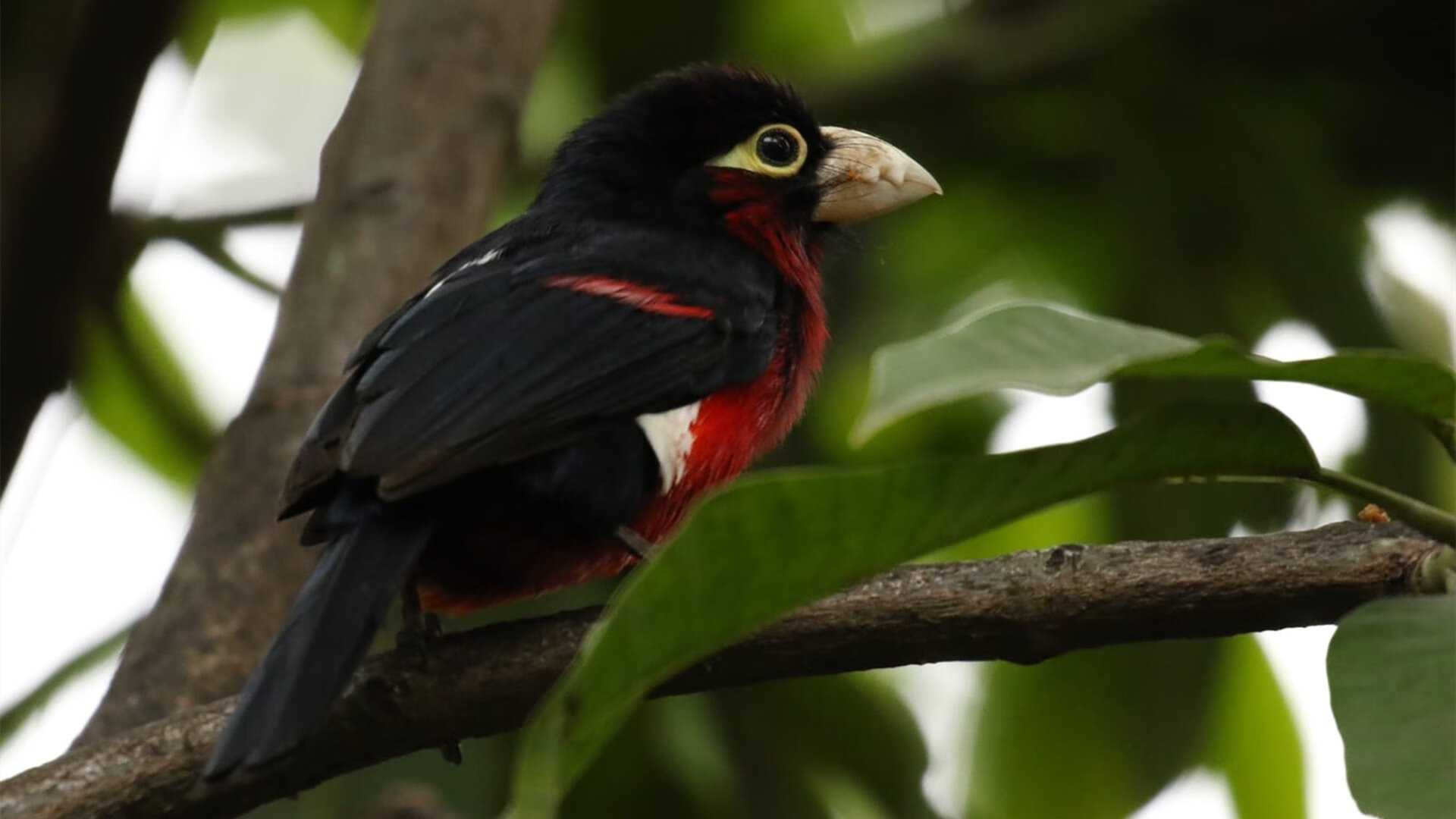 kaiyun官方网站-意甲球员表现稳定，带动球队向前，意甲球队阵容