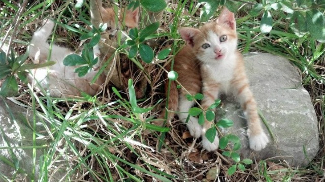 kaiyun体育综合-电竞足球逐渐成熟，成为年轻人喜爱的新赛场，电竞足球是啥