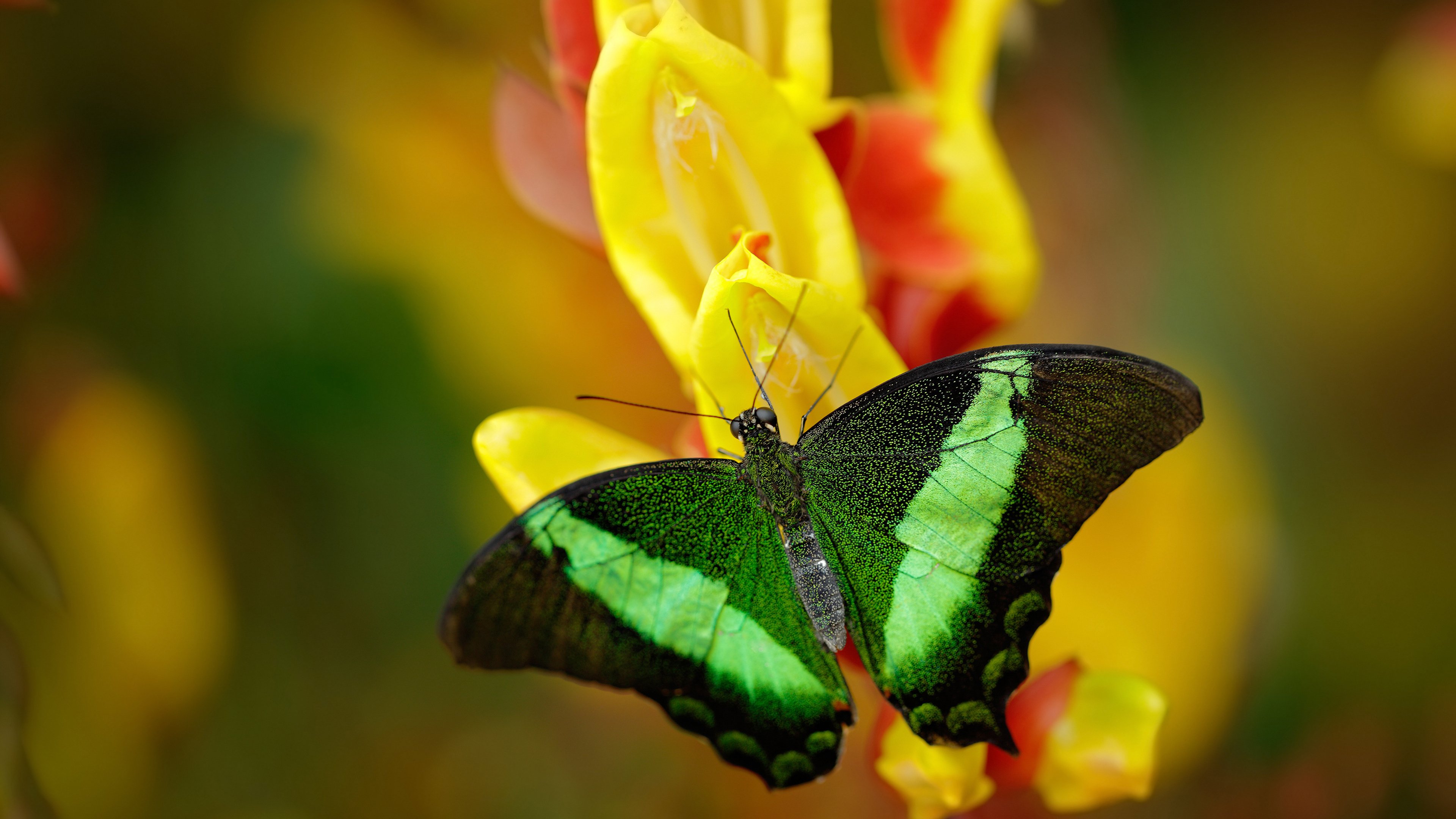 开云官方网页登录-英雄联盟 赛区对抗激烈赛事精彩纷呈，英雄联盟msi2021对抗赛