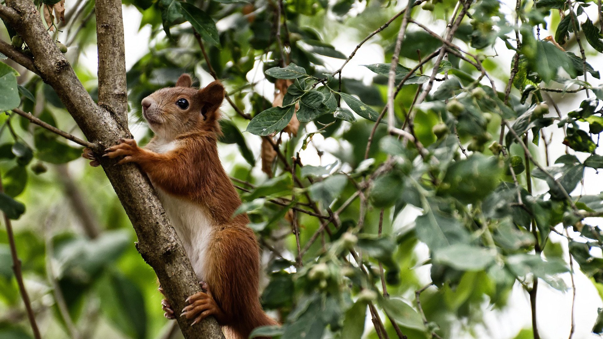 西甲：皇马在主场3-0完胜巴萨，榜首之争白热化，西甲皇马3_1巴萨
