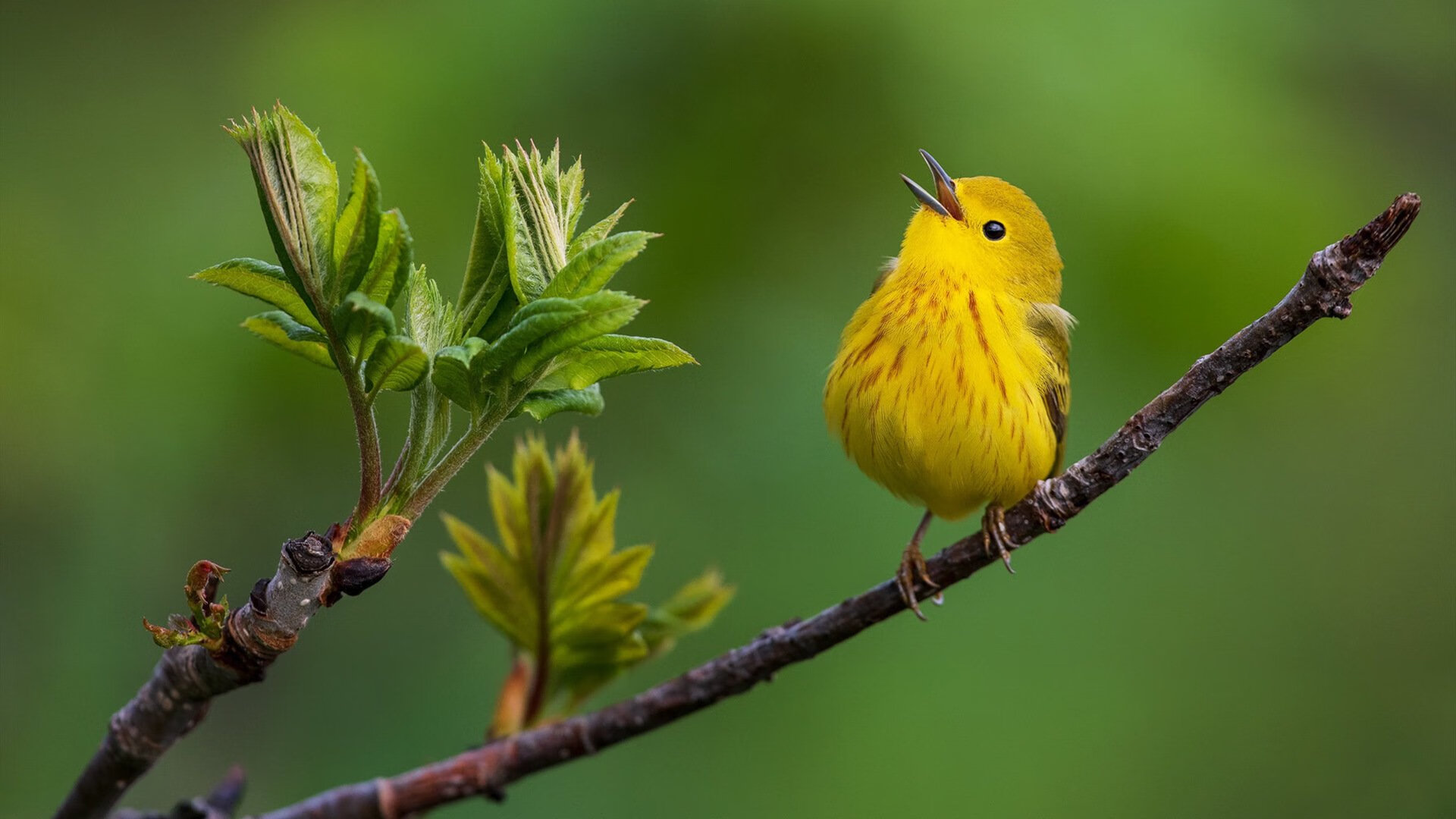 FaZe赞助LOL赛事或将成现实，faze战队比赛