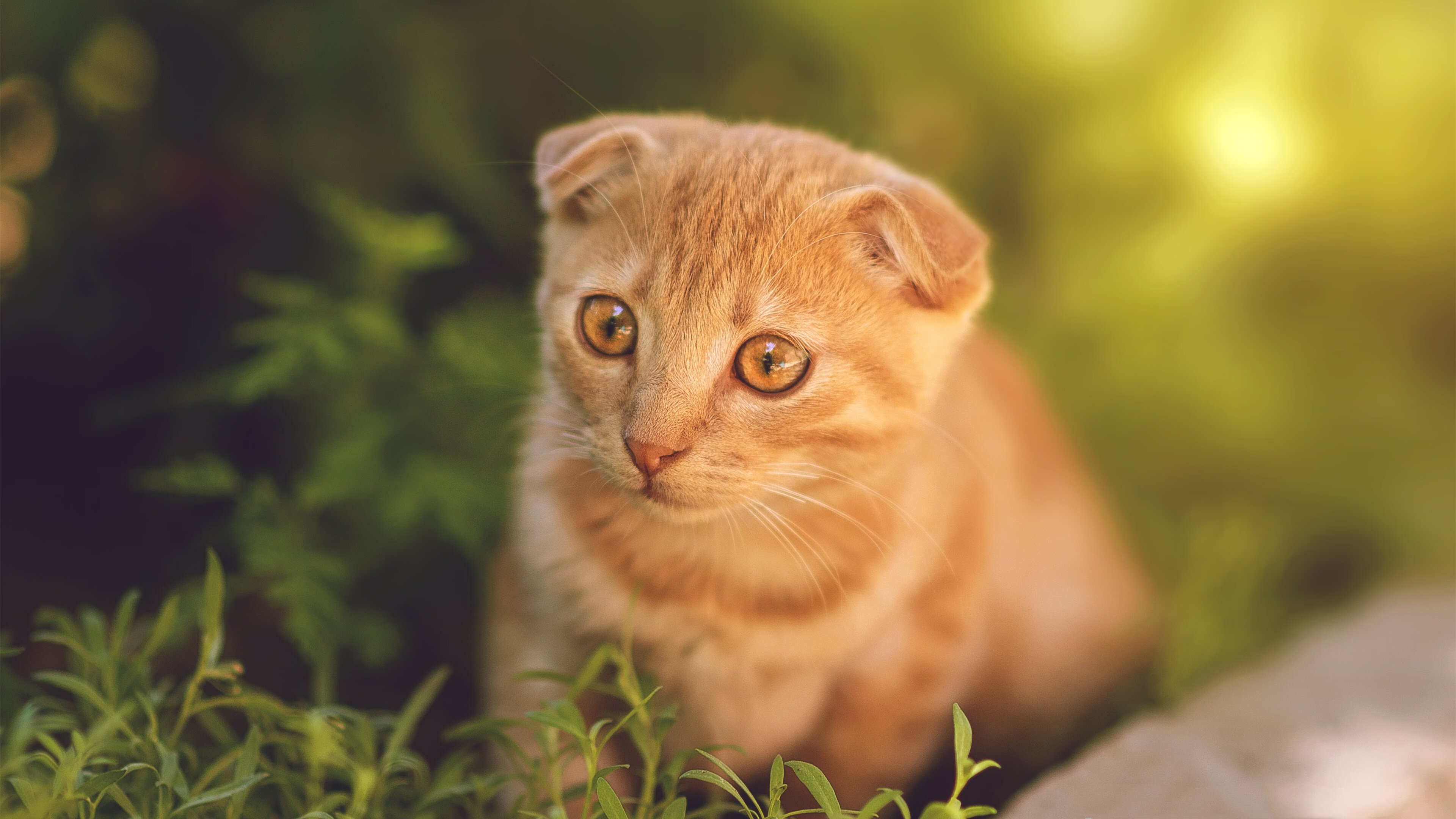 T1战队阵容深度增强，t1战队阵容深度增强了吗