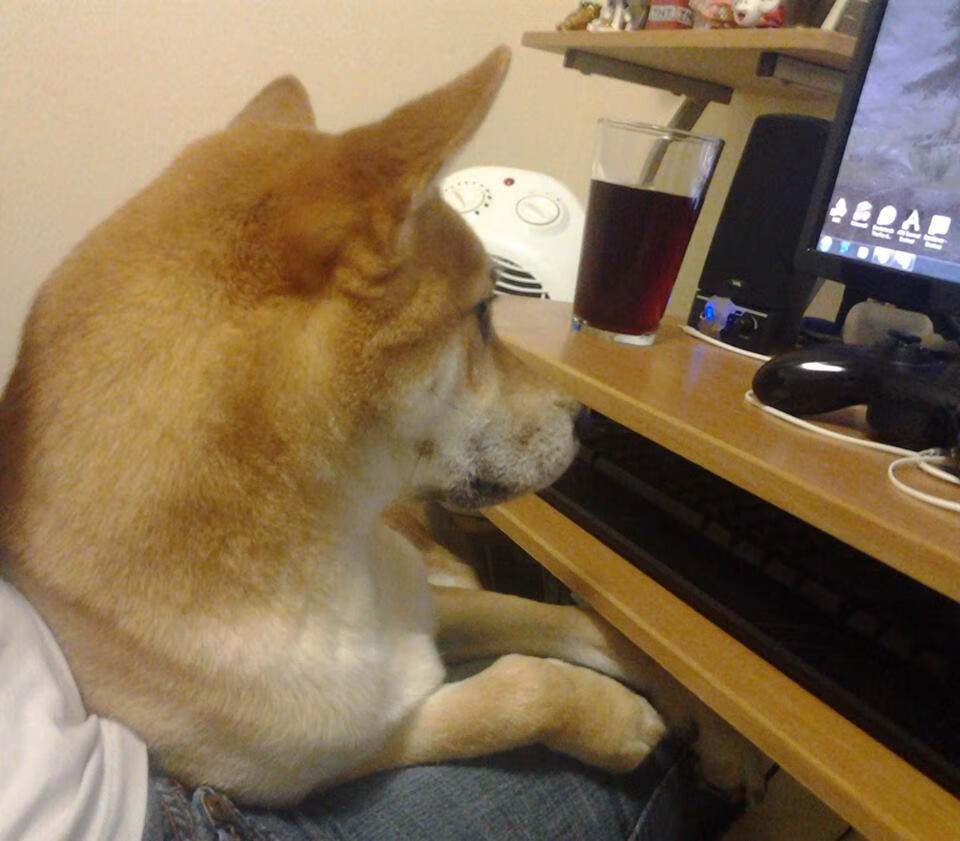 kaiyun体育综合-克罗地亚马术协会建立马匹基因数据库，促进马匹选育与训练。，克罗地亚马塞洛