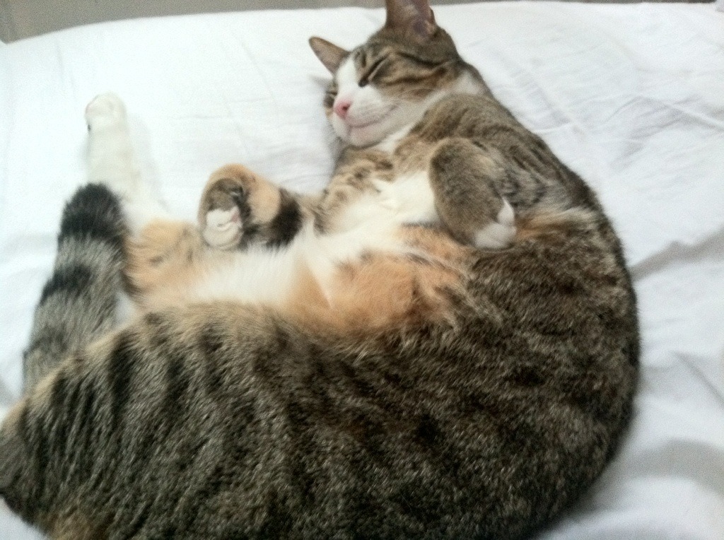 北京德比：北京金星胜江苏元明星队，北京德比会俱乐部