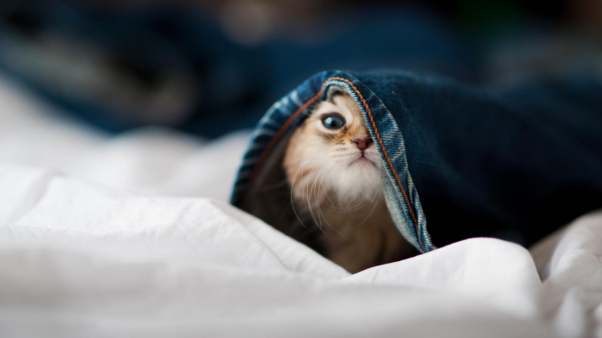 北京国安锋线搭档表现亮眼，北京国安前锋是谁