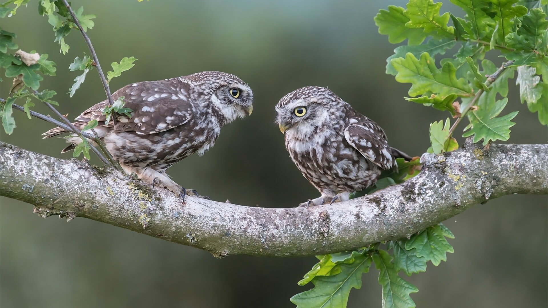 德国女子排球队在四分之一决赛中惜败美国队,德国女排四号