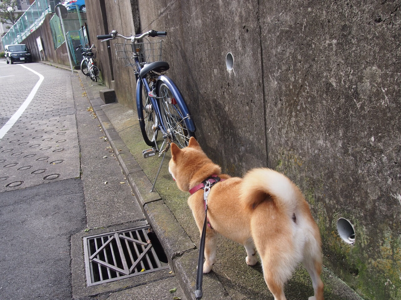 开云·Kaiyun网页版-拜仁慕尼黑客场2-1战胜沃尔夫斯堡，继续保持不败，拜仁慕尼黑主场5-1逆转沃尔夫斯堡