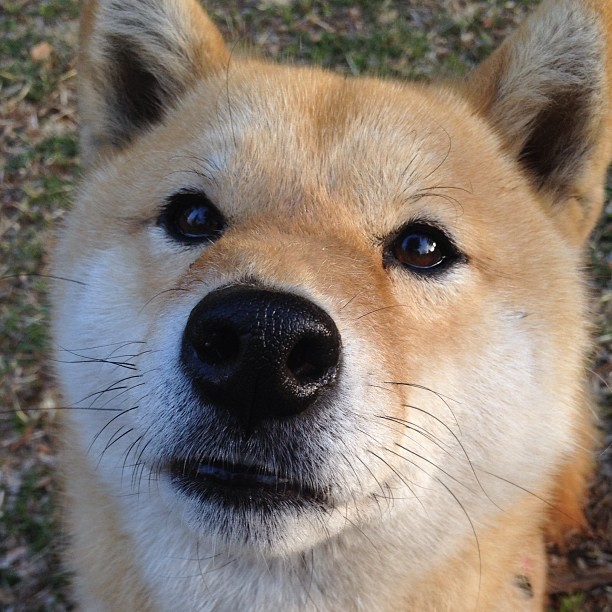斯特拉斯堡客场不敌朗斯，遭遇三轮不胜，斯特拉斯堡百度百科