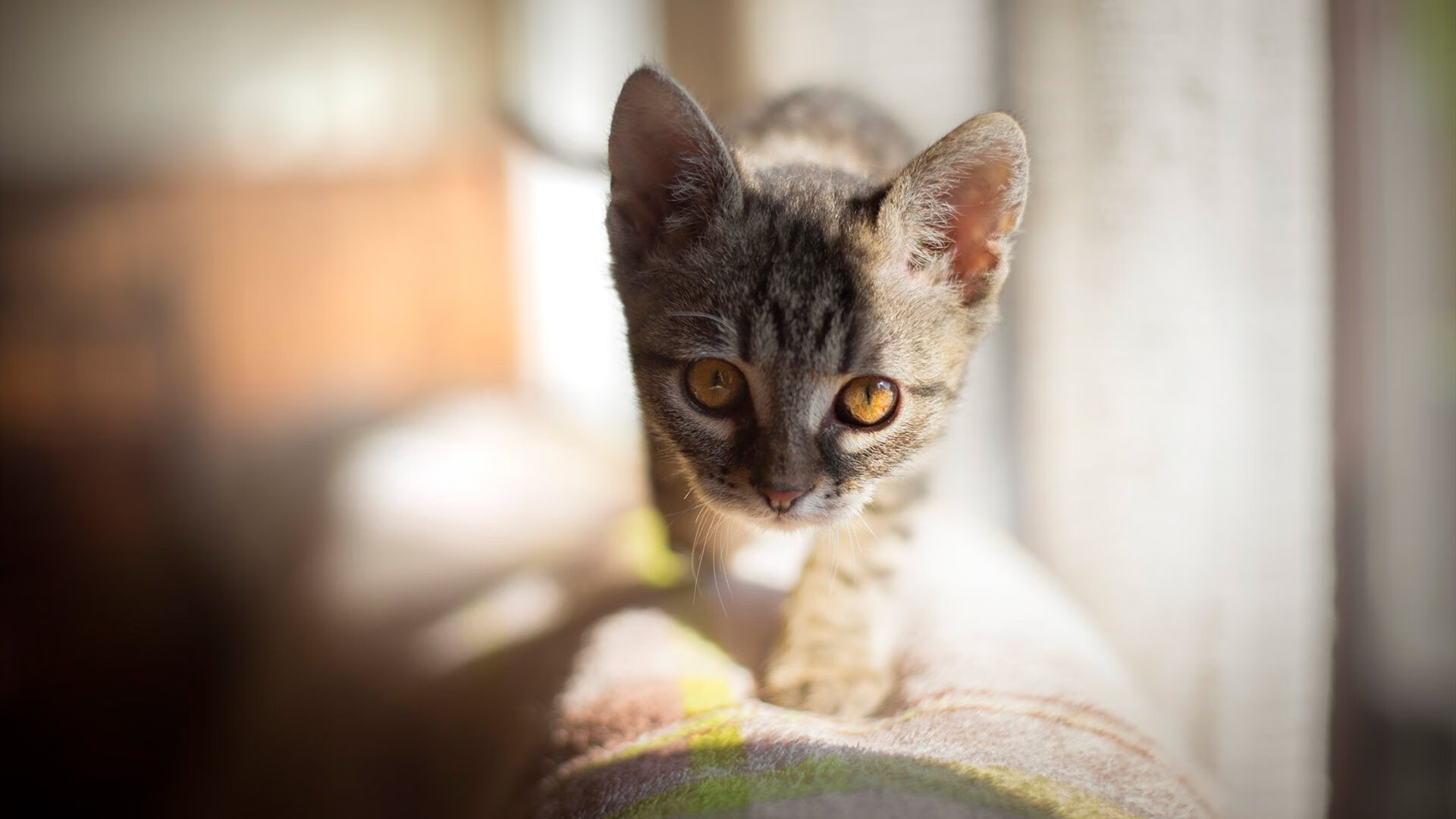 杰出人才助力球队 队伍士气高涨