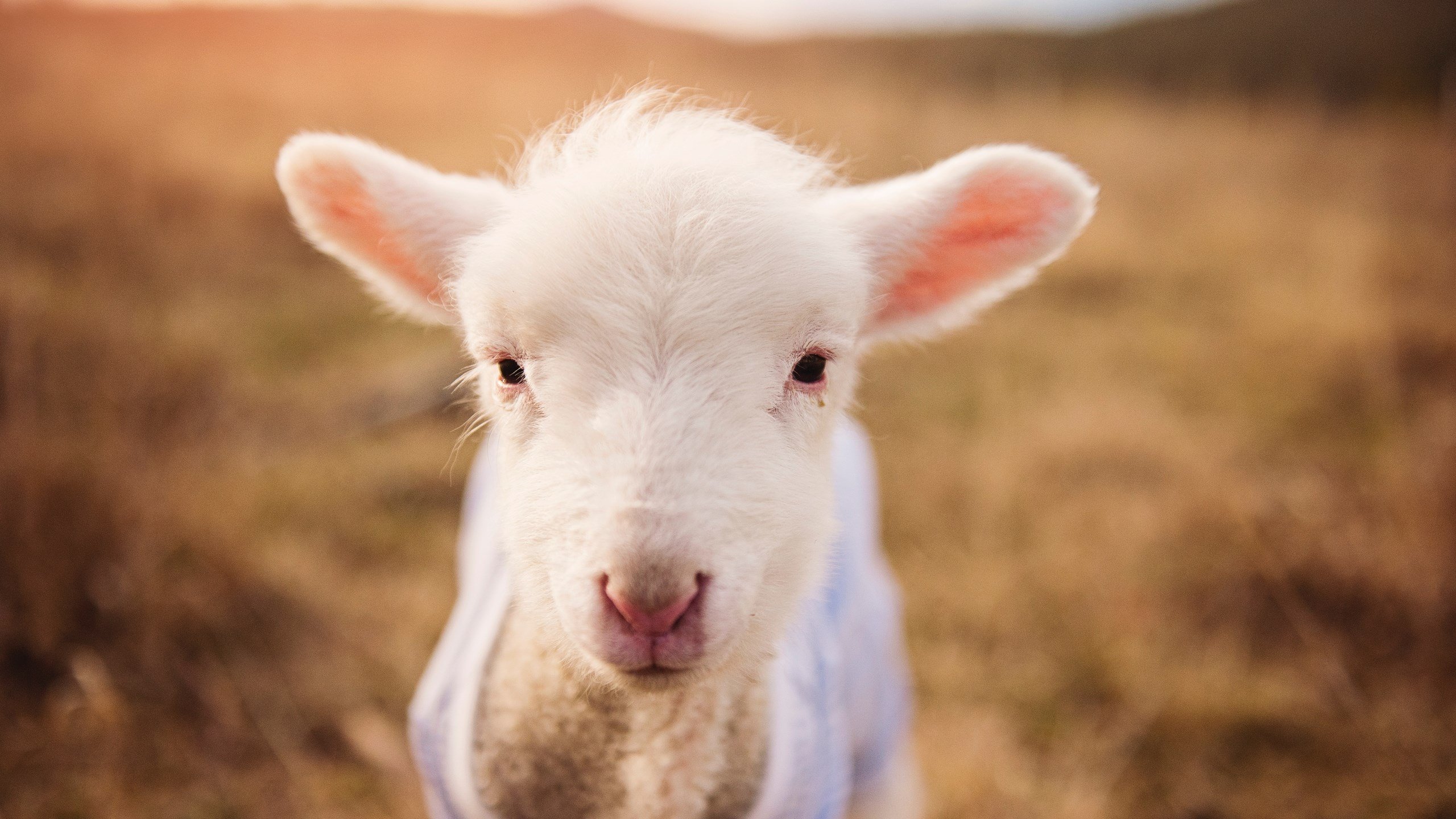 开云平台-河床球员伤病更新，河床队的主场