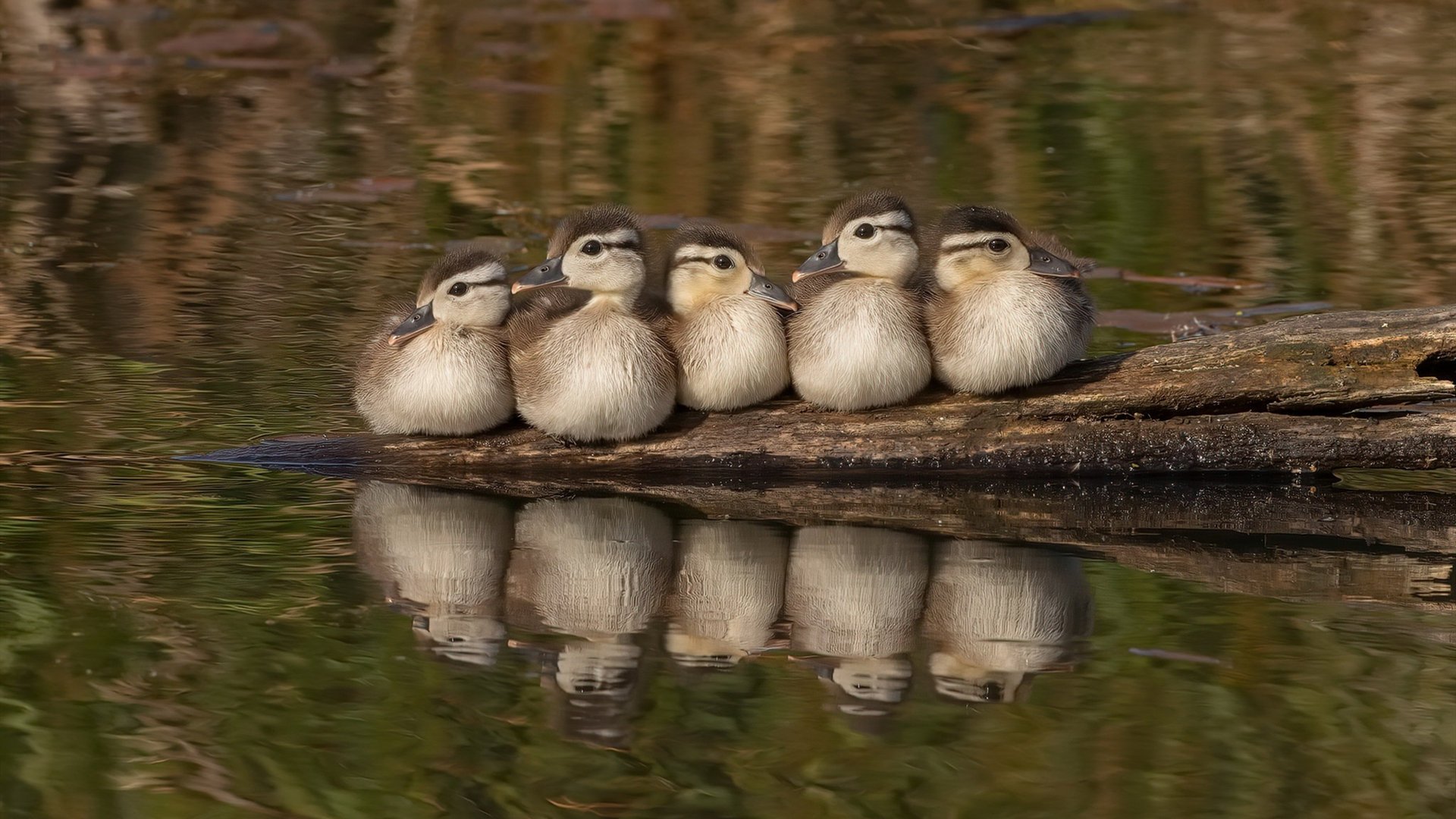 波尔图铁桶阵助推晋级,展现稳固实力,0304波尔图