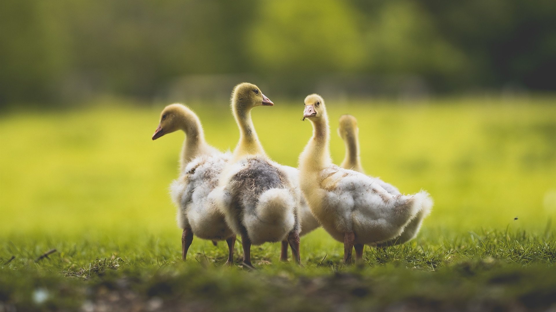 Kaiyun官方登录入口-电竞赛事的国际合作与跨文化交流，电竞赛事的国际合作与跨文化交流有哪些