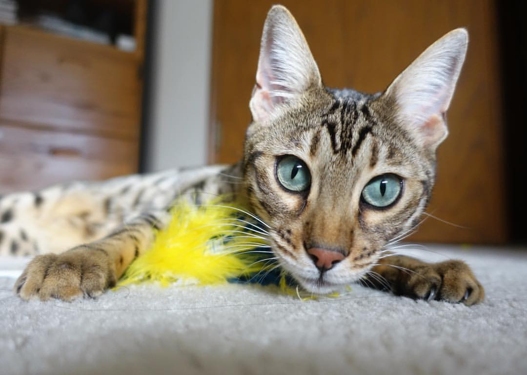 Kaiyun APP-评论员指出中超联赛存在的问题，评论员指出中超联赛存在的问题有哪些