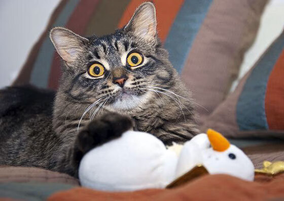 kaiyun开云·官方网站-法甲对青训的重视，为未来储备人才，法甲球队实力定位