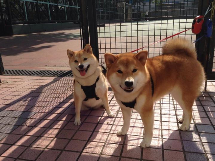 NBA球队替补阵容贡献分析，nba替补队员