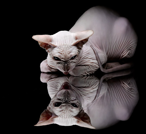 开云官方-英超裁判语义模型提升跨语言判罚准确率，英超裁判组