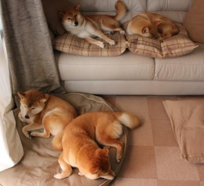 开云平台-亚冠赛事带动本土球迷文化再升级，亚冠球队