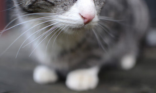 新加坡乒乓球队未来发展战略：从青训到国际舞台，新加坡乒乓球国手