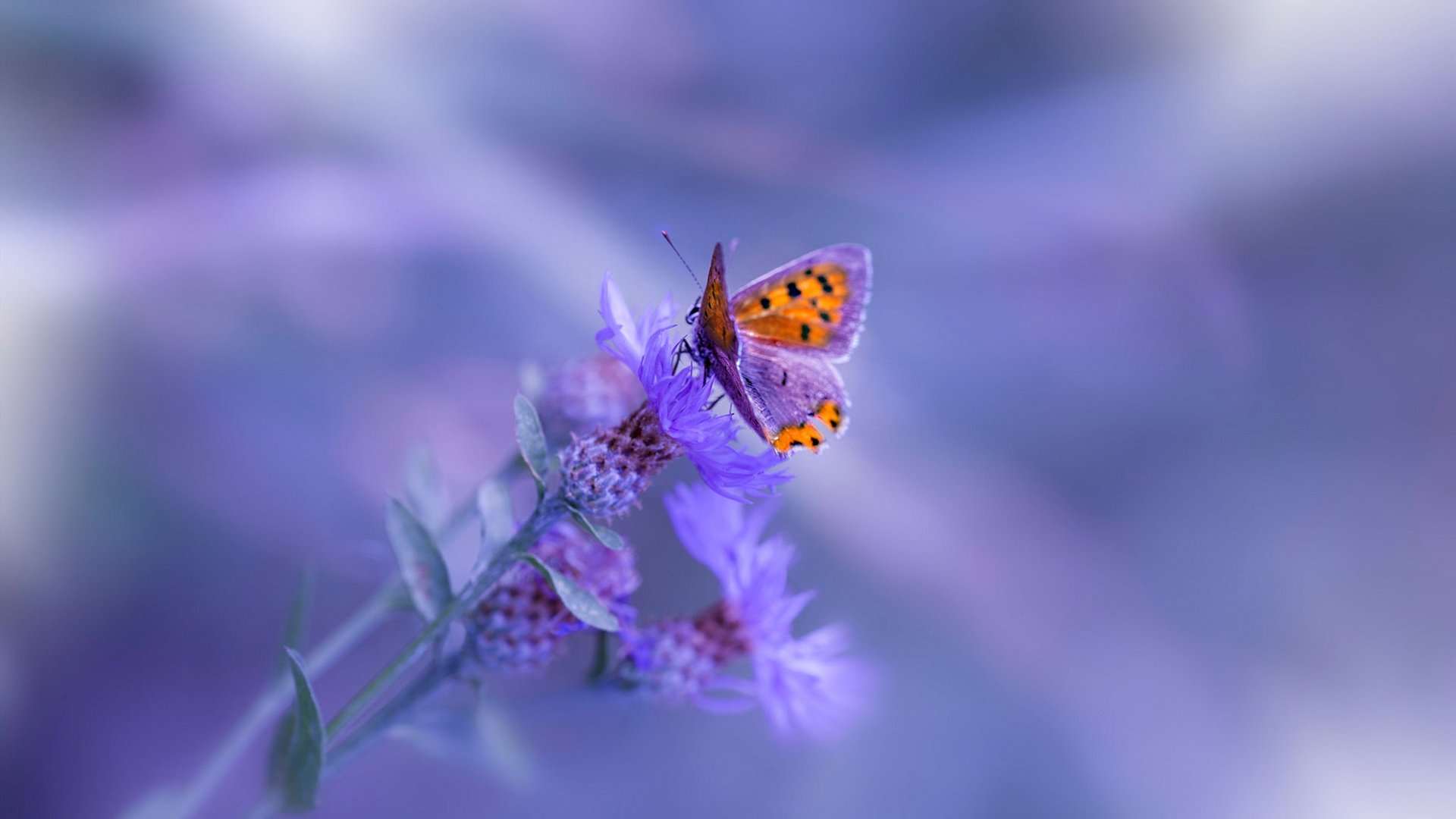 联盟中高效挡拆组合的空间运用技巧，什么是挡拆战术基础配合