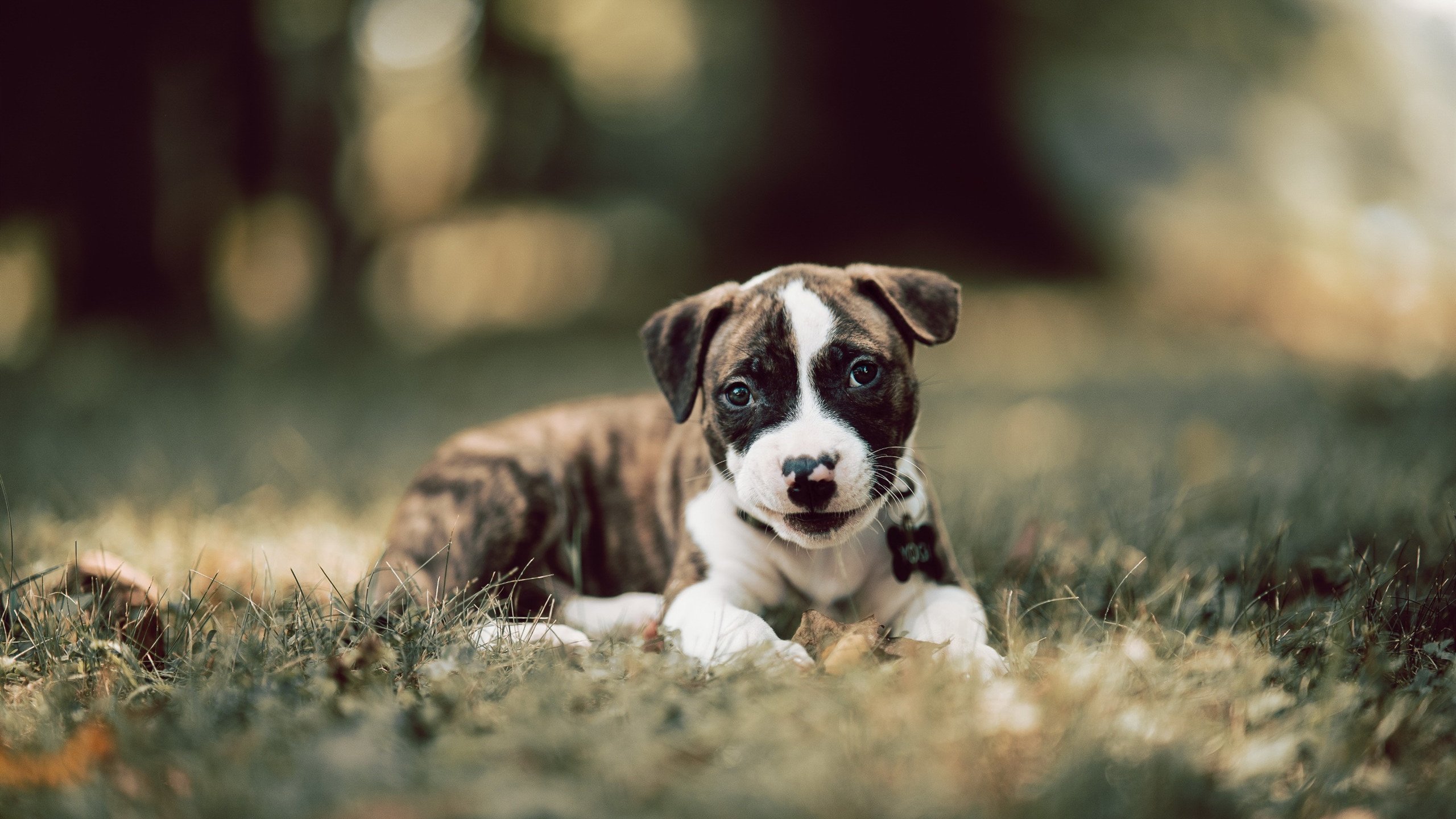 冬训期间球队完成多场热身赛新战术逐渐成熟并取得效果,2021冬训方案