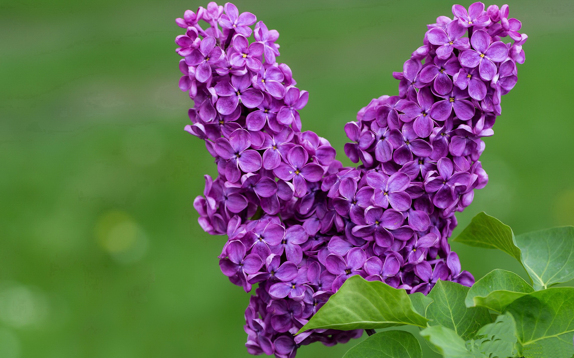 利物浦欧冠出线在望,追逐欧洲荣耀