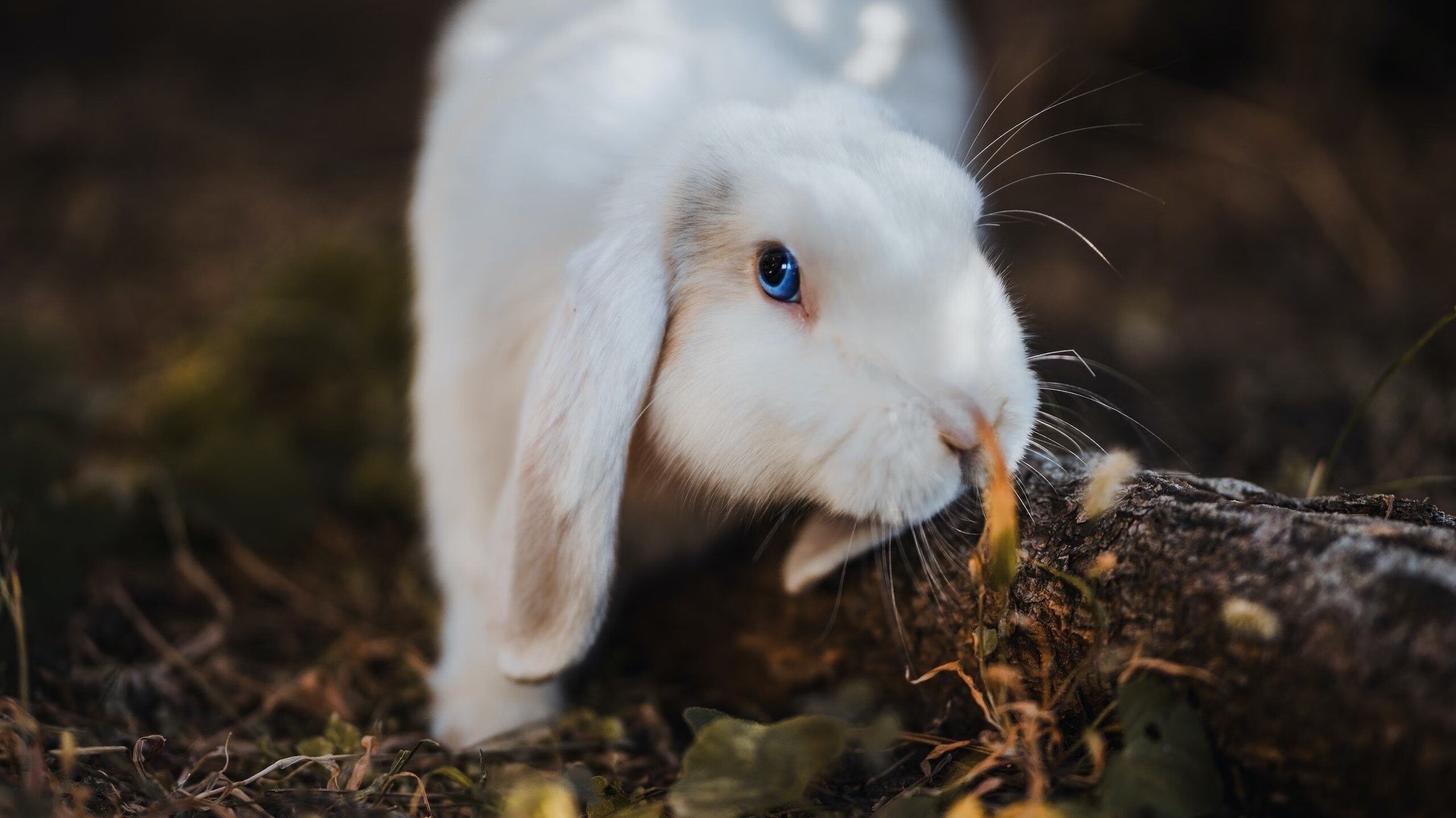 kaiyun开云·官方网站-南非橄榄球赛事成为全球商业合作的理想平台，南非 橄榄球世界杯