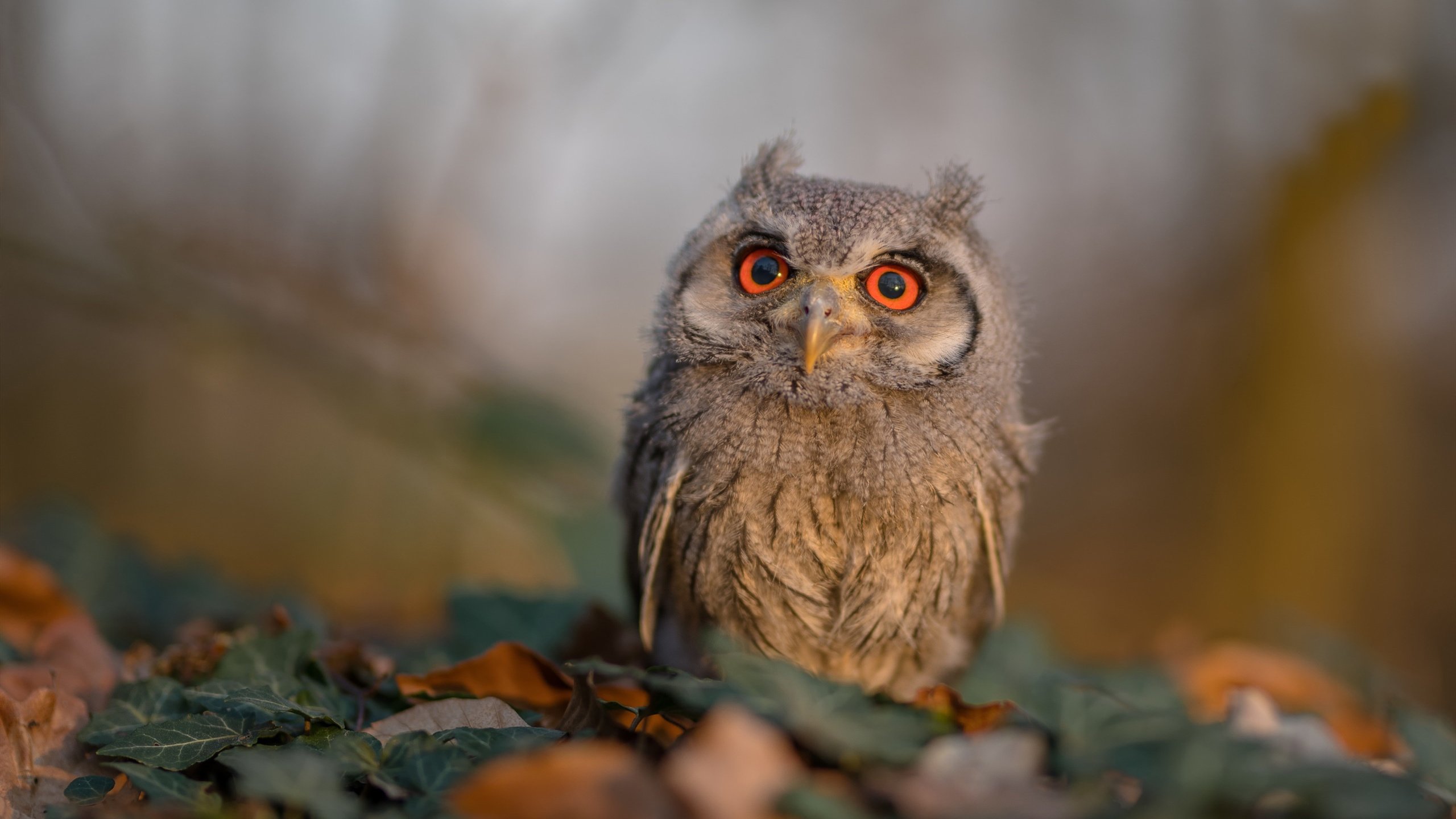 巴特尔在橄榄球冠军锦标赛中的强硬表现,令对方无计可施,nba巴特尔