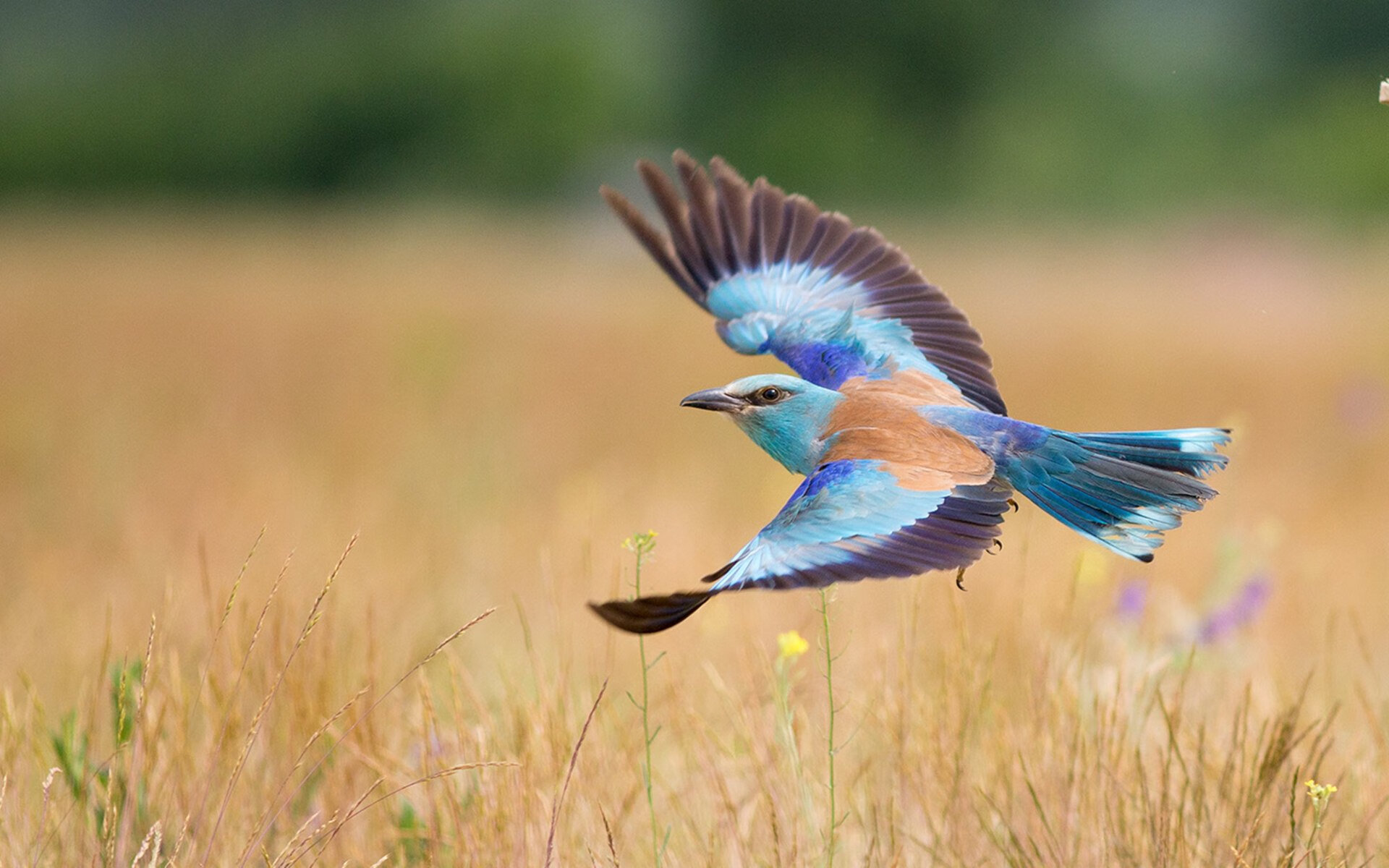 开云平台-澳大利亚男子接力队表现稳定，冲击更高荣誉，澳大利亚男子组合